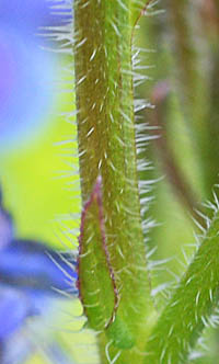 ウシノシタグサ茎