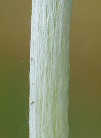ウスベニチチコグサの茎