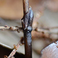 ウスギムヨウランの鱗片葉