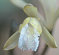 ウスギムヨウランの花