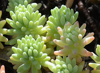 ウスユキマンネングサ Sedum Hispanicum ベンケイソウ科 Crassulaceae マンネングサ属 三河の植物観察