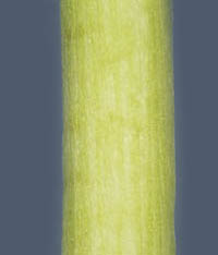 ウチワゼニグサ茎