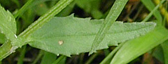 ウツボグサ茎上部の葉