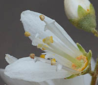 ウツギの花の蜜腺