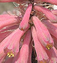 べルセイミア・カペンシスの花