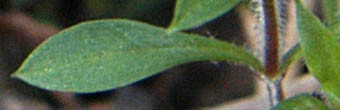 ワチガイソウの葉