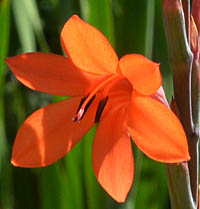 ワトソニア・メリアナの花