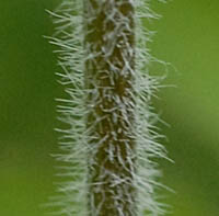 ヤブニンジンの茎