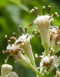 ヤブレガサの頭花