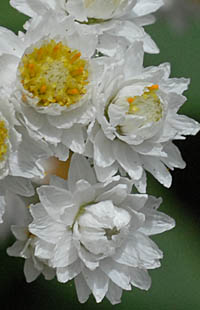 ヤマハハコの雄性頭花