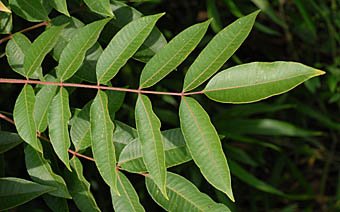ヤマハゼ Toxicodendron Sylvestre ウルシ科 Anacardiaceae ウルシ属 三河の植物観察