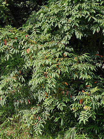 ヤマハゼ Toxicodendron Sylvestre ウルシ科 Anacardiaceae ウルシ属 三河の植物観察