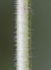 ヤマホタルブク茎