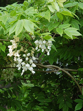 ヤマフジ Wisteria Brachybotrys マメ科 Fabaceae フジ属 三河の植物観察
