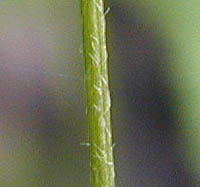 ヤマキツネノボタンの茎