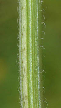 ヤマクルマバナの茎