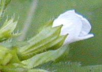 ヤマトウバナの萼2