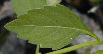 ヤマトウバナの葉