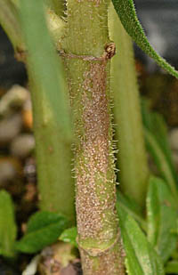 ヤナギバヒマワリの茎