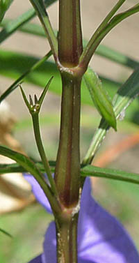 ヤナギバルイラソウ茎