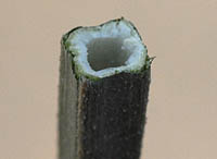 ヤナギハナガサ茎の断面