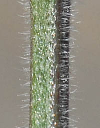 ヤナギハナガサ茎の腺毛