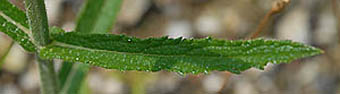 ヤナギハナガサの茎葉