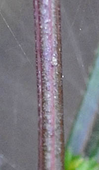 ヤナギノギクの茎