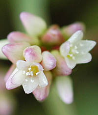 ヤノネグサの花