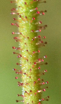 ヤノネグサの花柄の腺毛