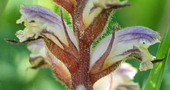 ヤセウツボの苞と萼