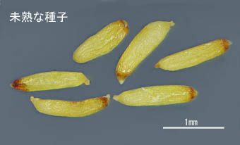 ヤシュウハナゼキショウ未熟な種子