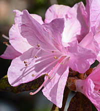 ヨシノツツジの花