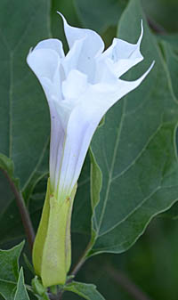 ヨウシュチョウセンアサガオの花