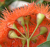 ユーカリ・フラワーガム（オレンジ）の萼