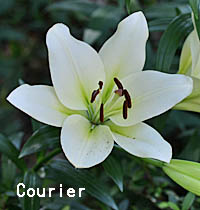 Courierの花