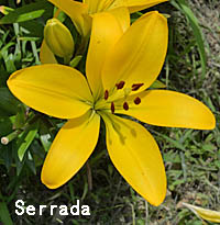Serradaの花