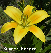 ユリ アジアティック ハイブリッド Lilium Sp ユリ科 Lilium ユリ属 三河の植物観察