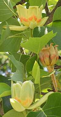 ユリノキ Liriodendron Tulipifera モクレン科 Magnoliaceae ユリノキ属 三河の植物観察