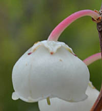 ゼノビア・プルベルレンタの花