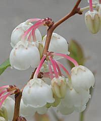 ゼノビア・プルベルレンタの花序