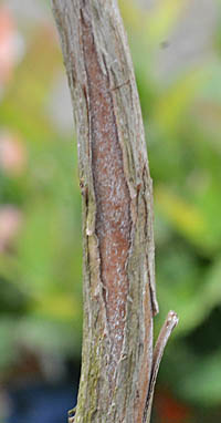 ゼノビア・プルベルレンタの茎