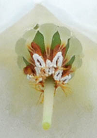 ゼノビア・プルベルレンタの雌しべ