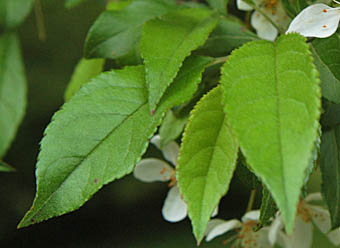 ズミ Malus sieboldii バラ科 Rosaceae リンゴ属 三河の植物観察