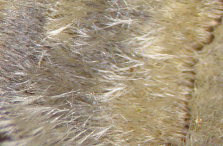 アラゲカワラタケ（背着生）背面の粗毛