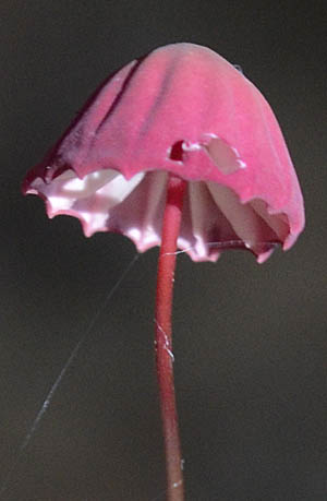 ハナオチバタケ傘