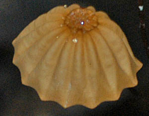 ハナオチバタケ（褐色型）傘