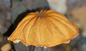 ハナオチバタケ（褐色型）傘2