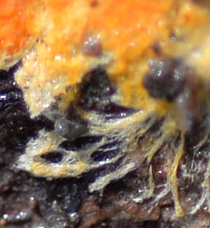 ヒイロハリタケ縁の菌糸束