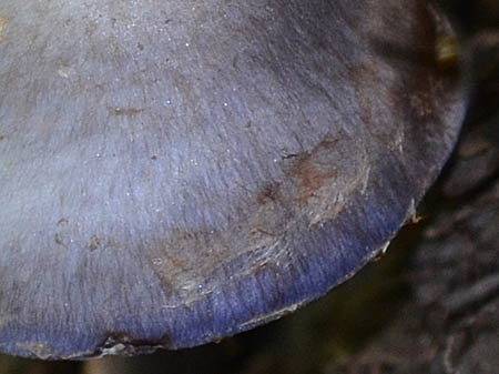ムラサキシメジモドキ類似種傘の毛